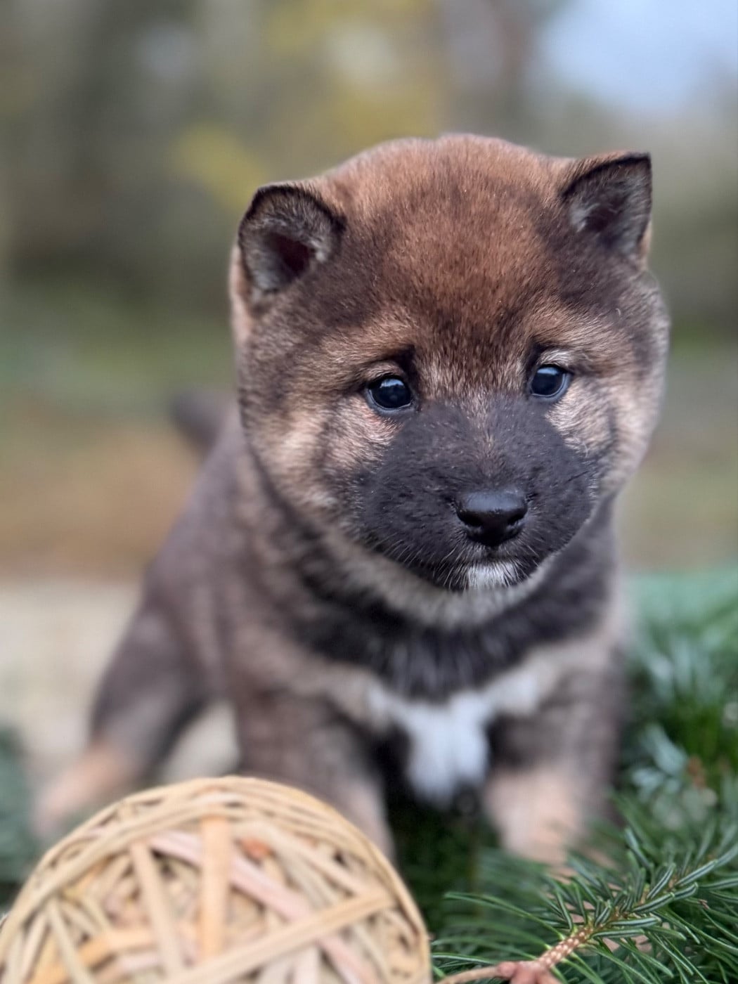 Chiot N°3