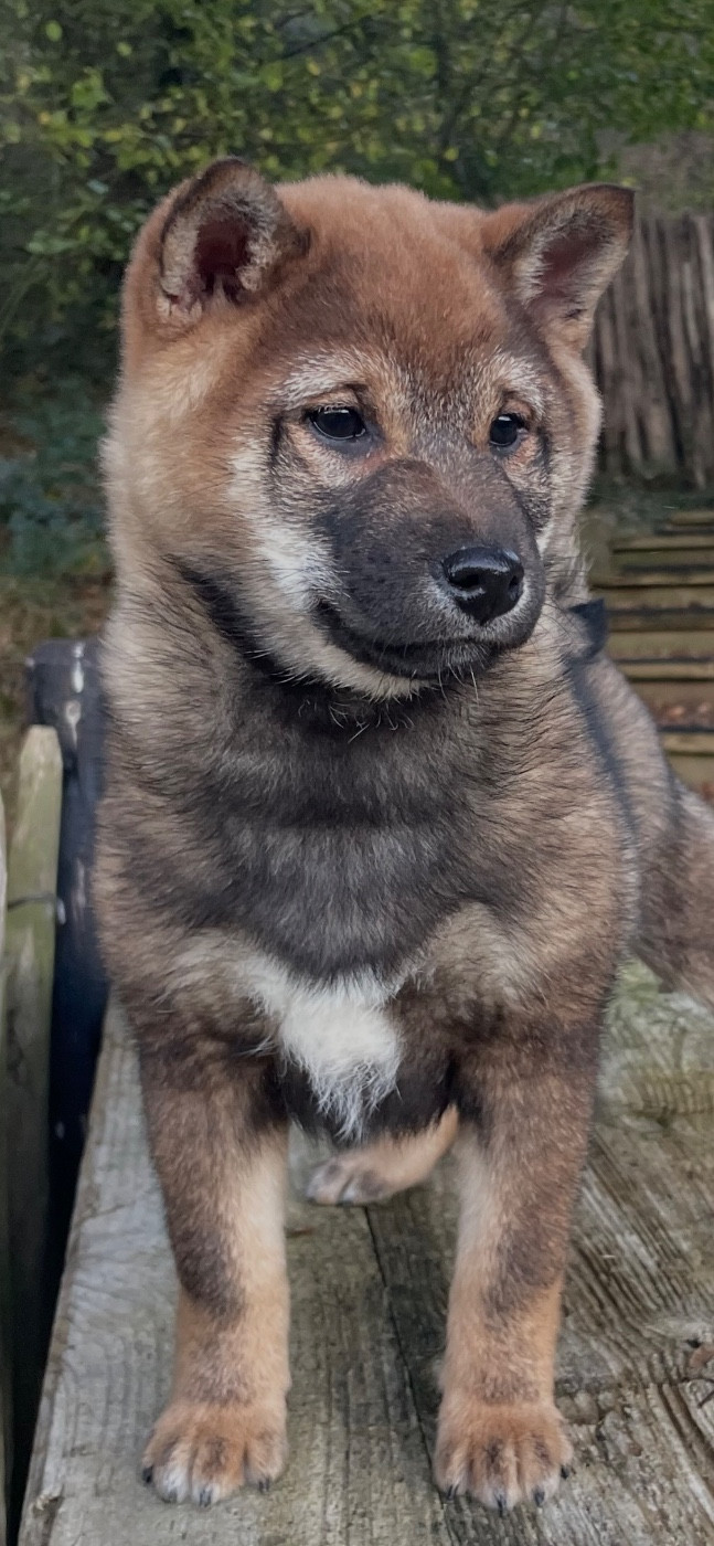Chiot N°3