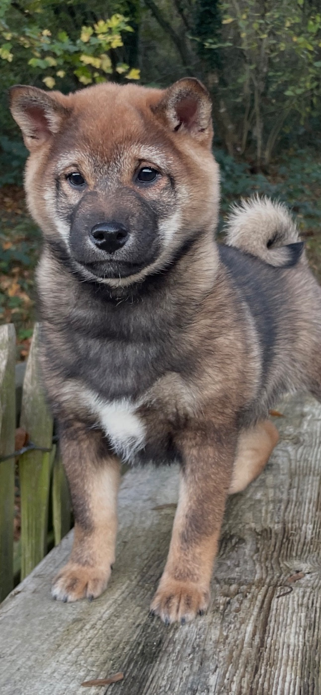 Chiot N°3