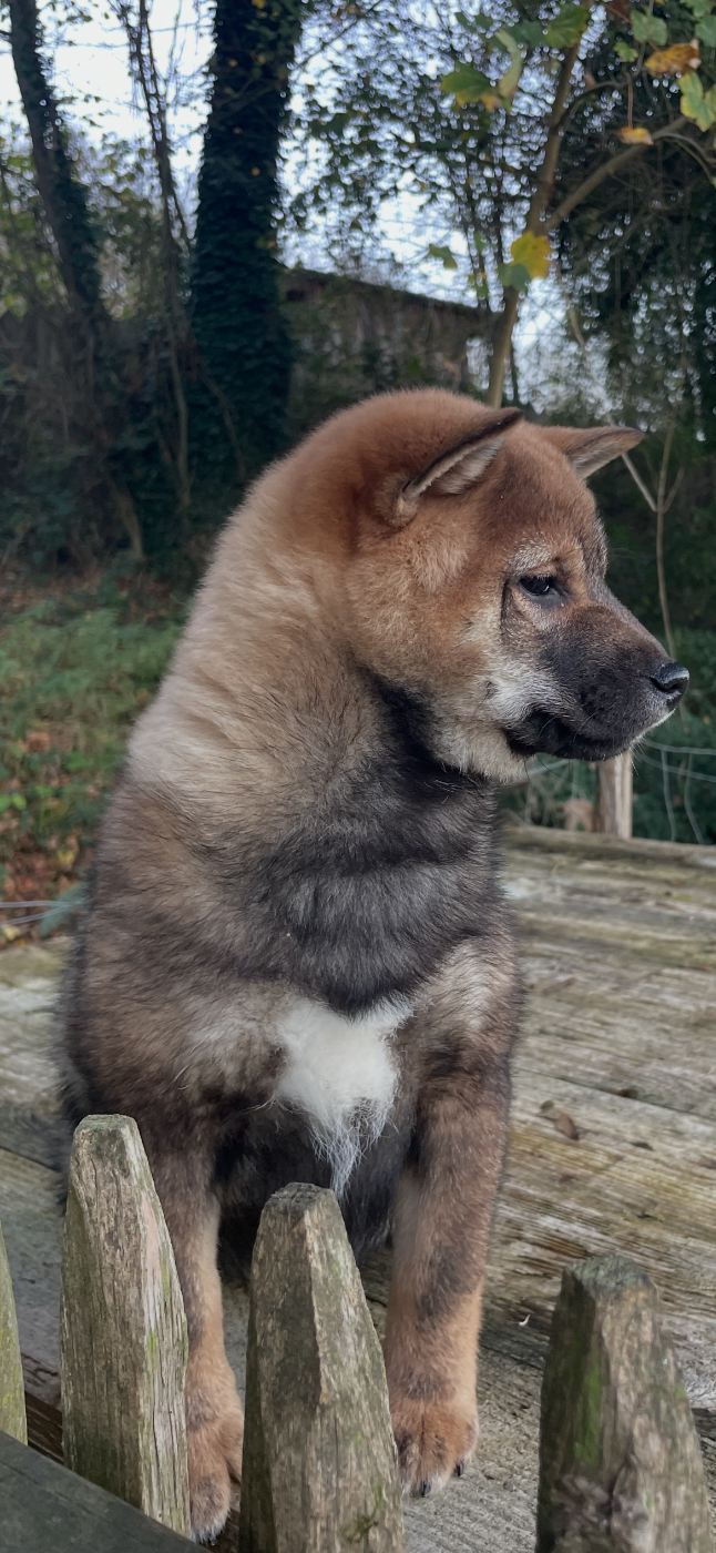 Chiot N°3