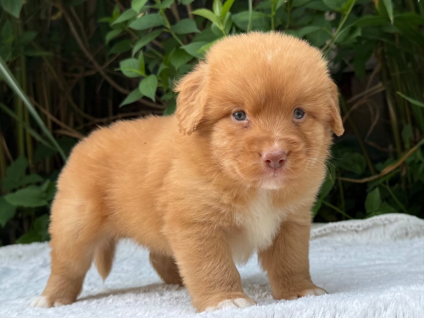Chiot Retriever de la Nouvelle-Ecosse