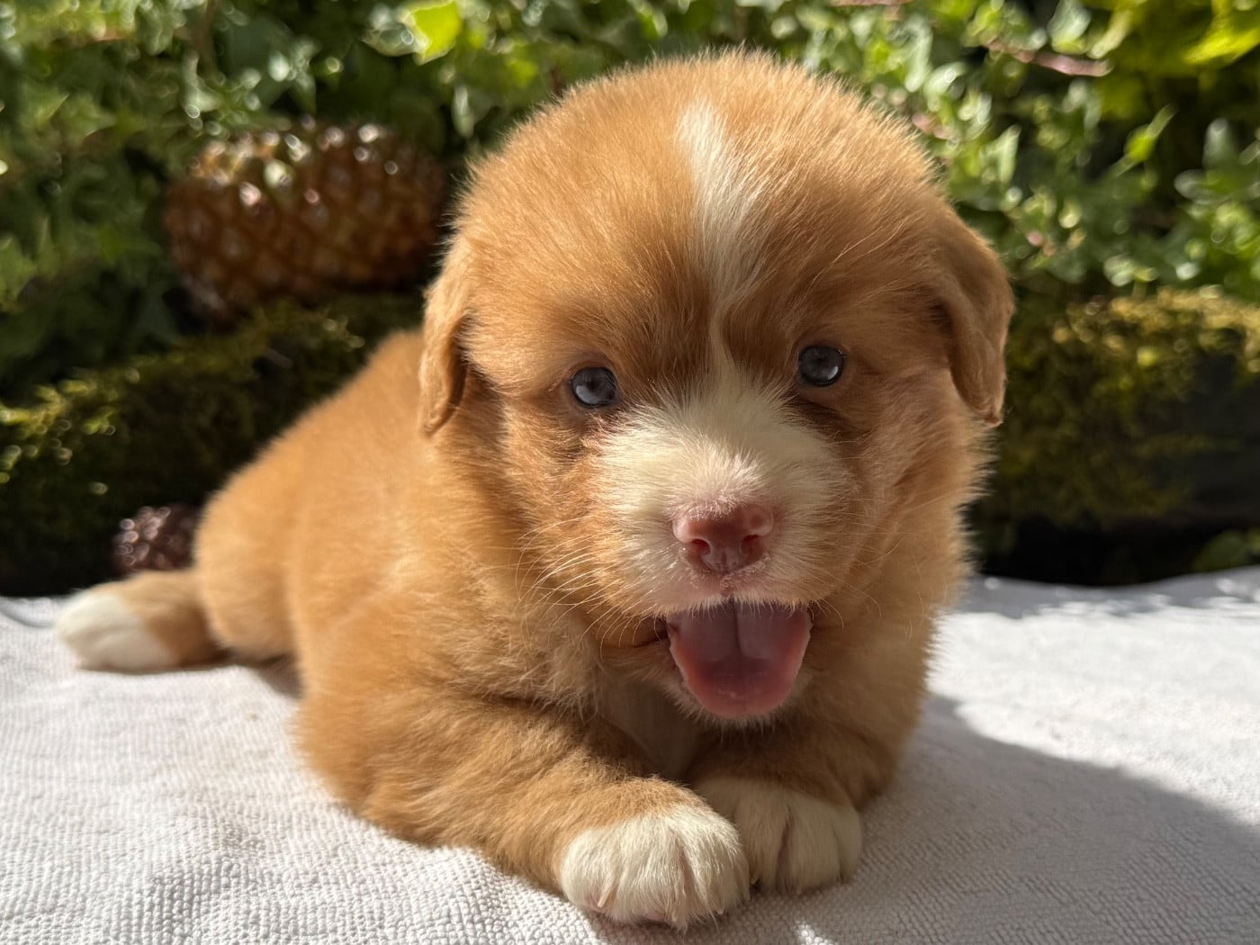 Chiot N°7