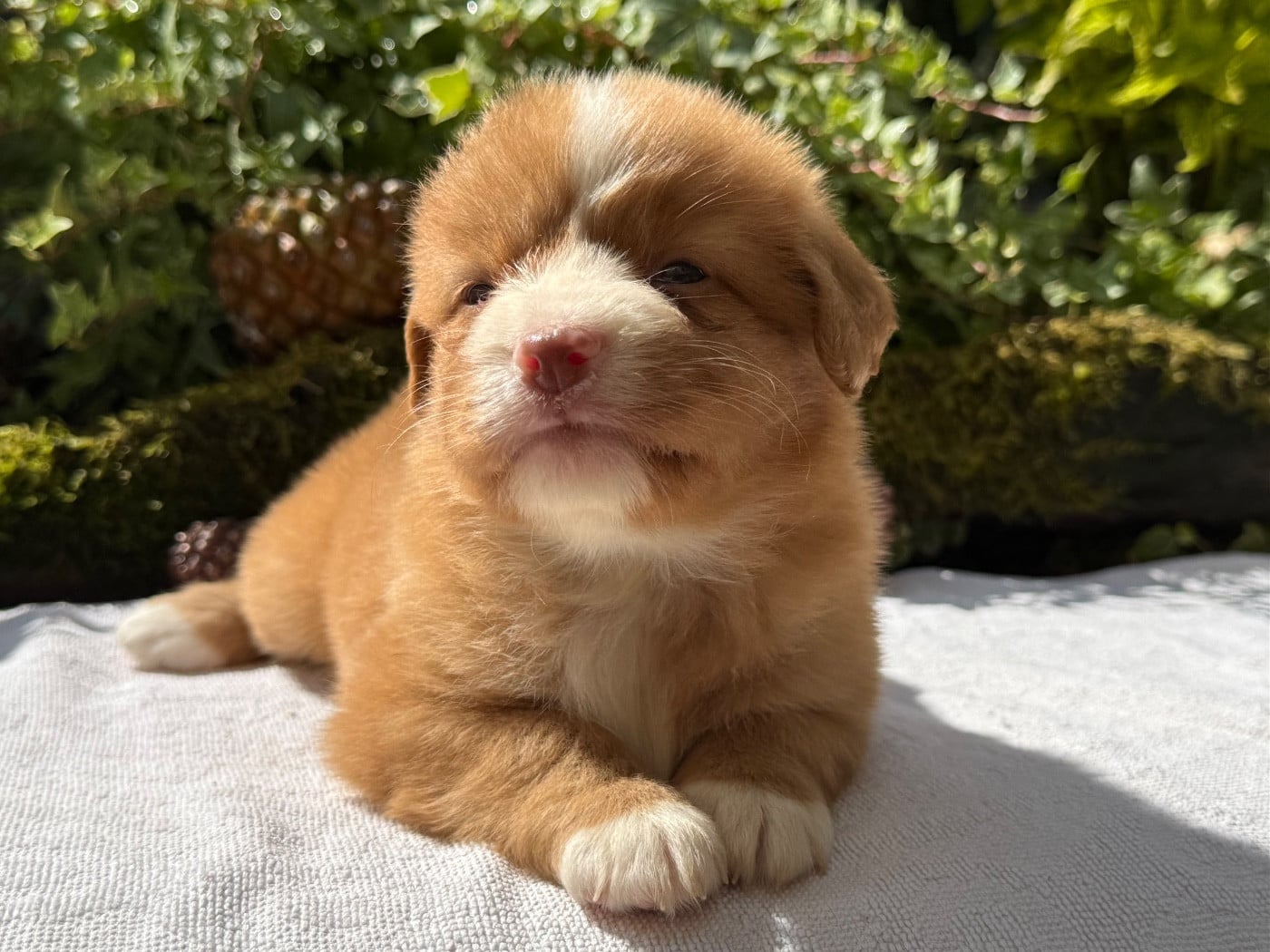 Chiot N°7