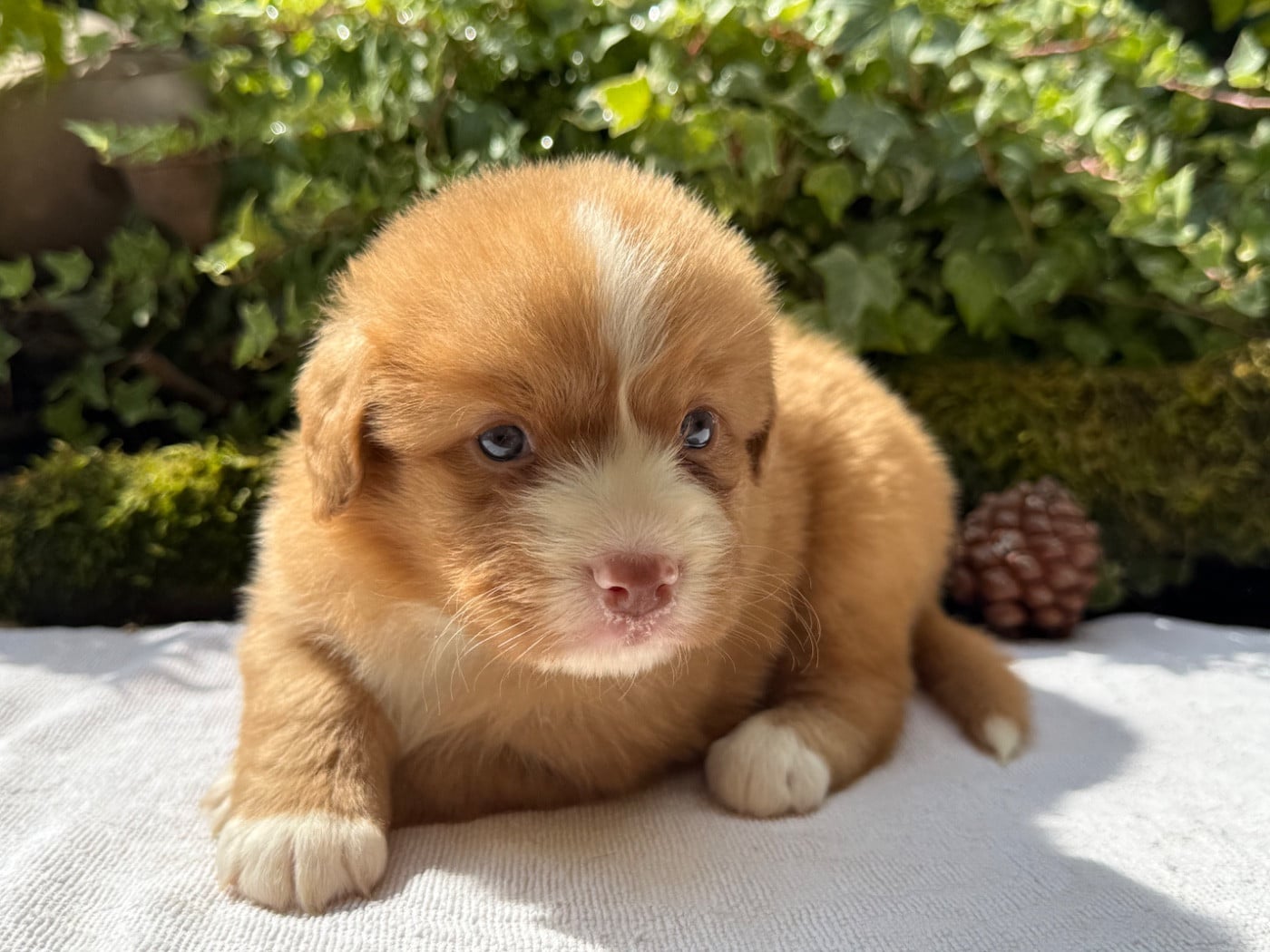 Chiot N°7