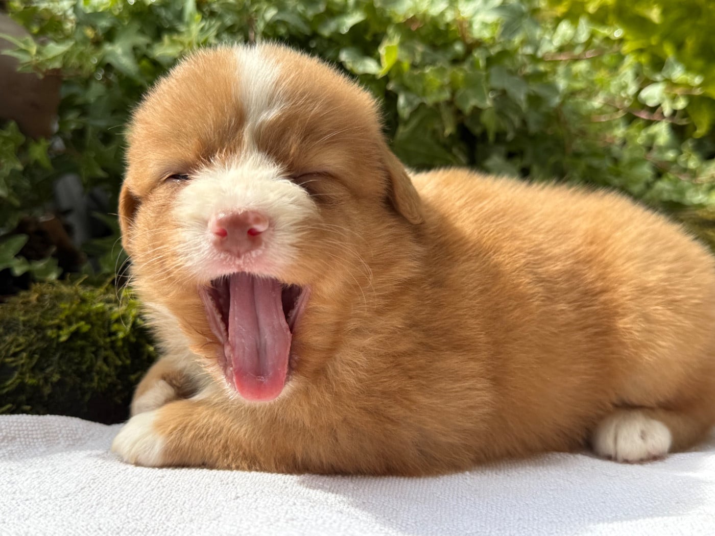 Chiot N°7