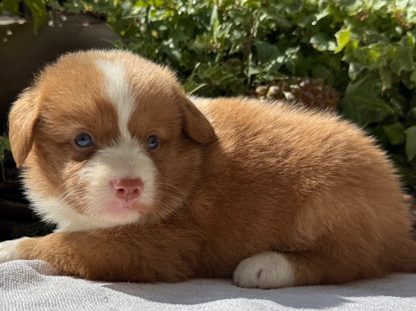 Chiot N°6