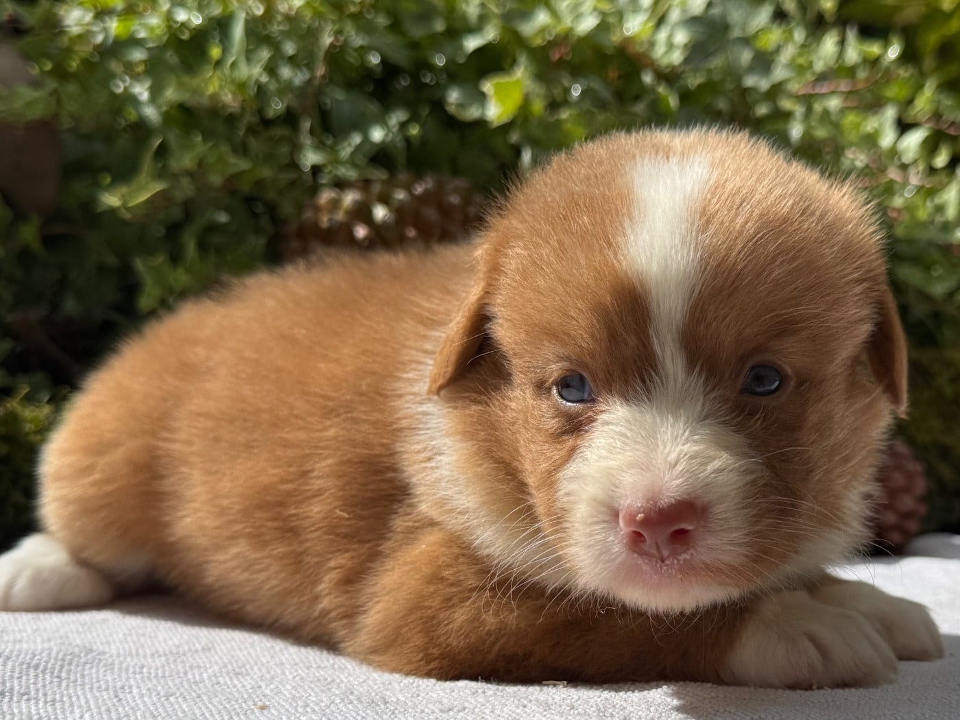 Chiot N°6