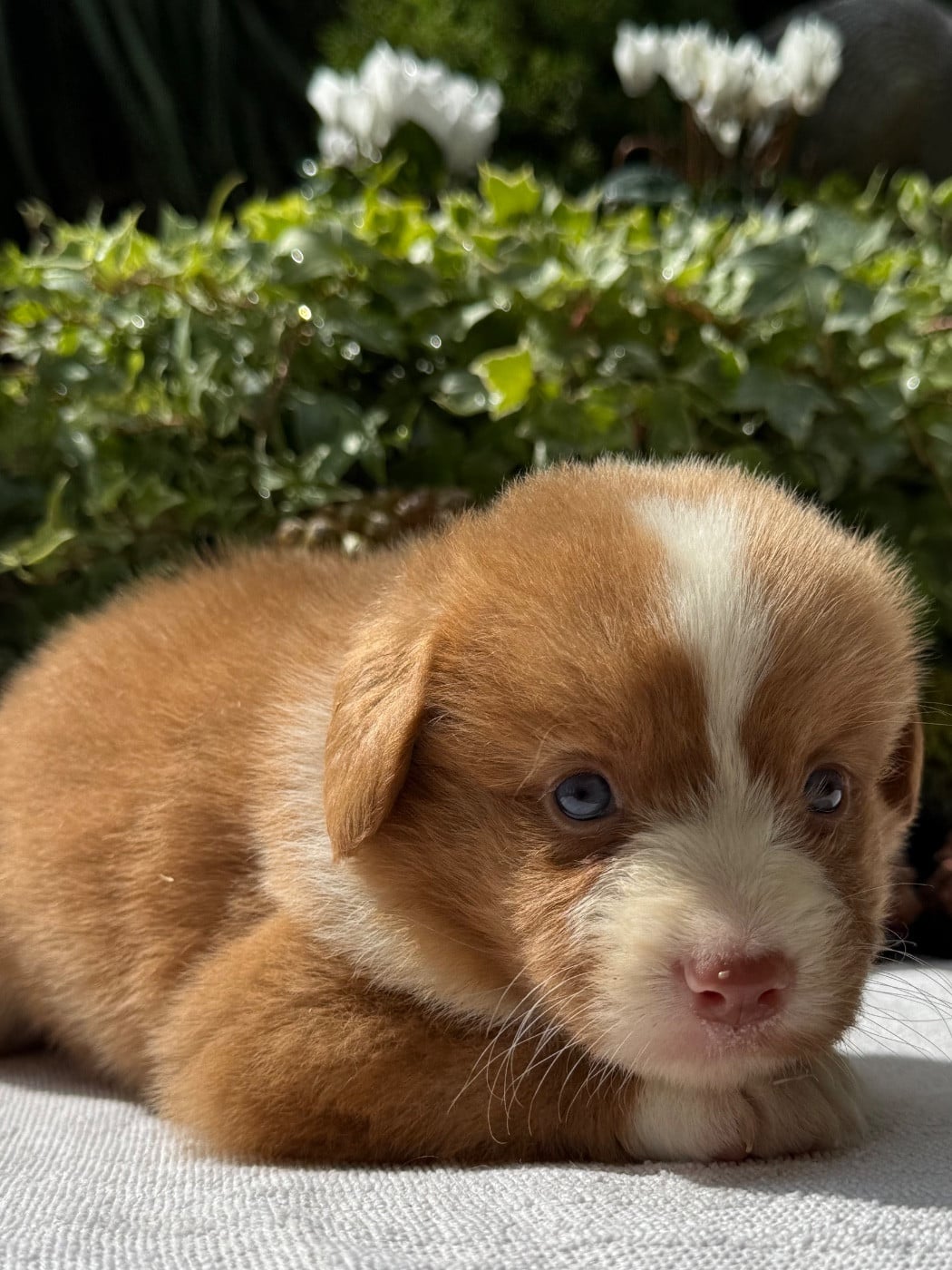 Chiot N°6