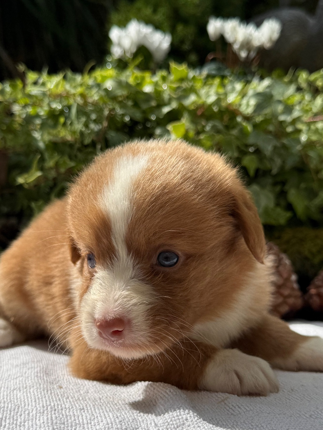 Chiot N°6