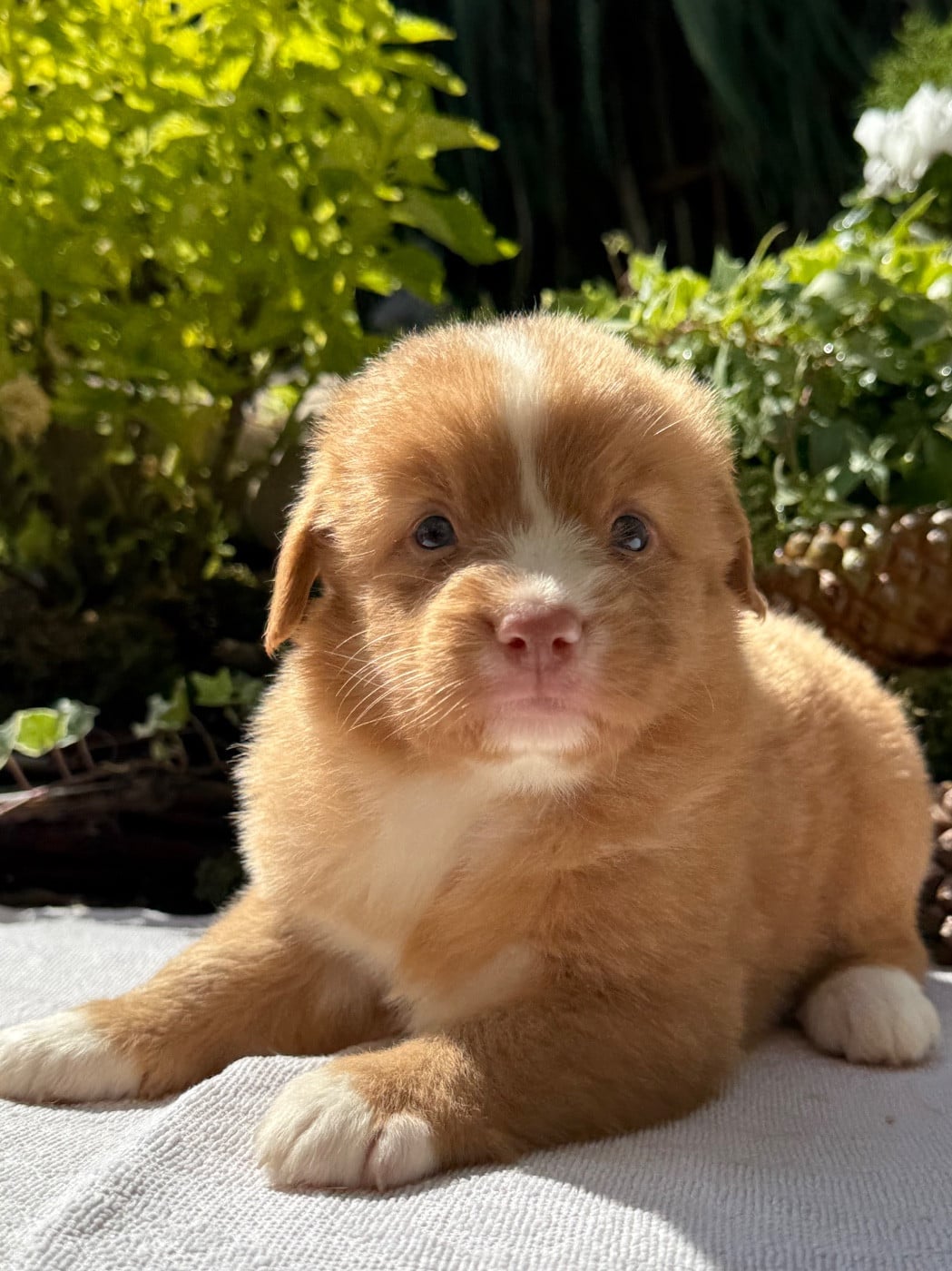 Chiot N°5