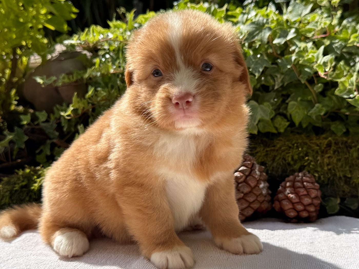Chiot N°5