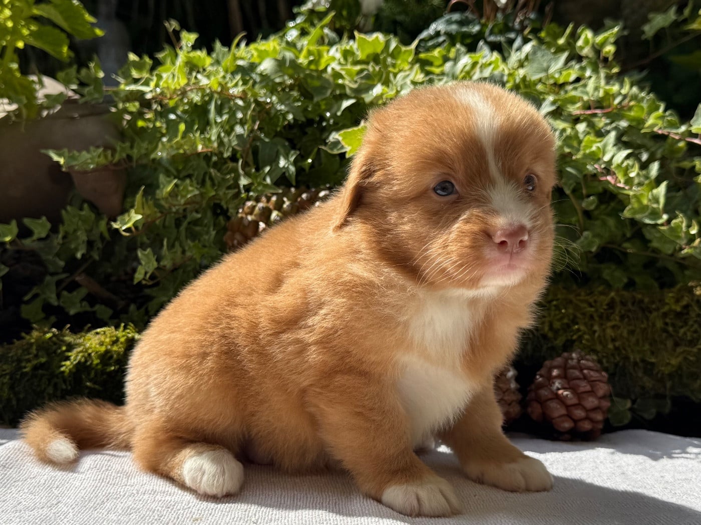 Chiot N°5