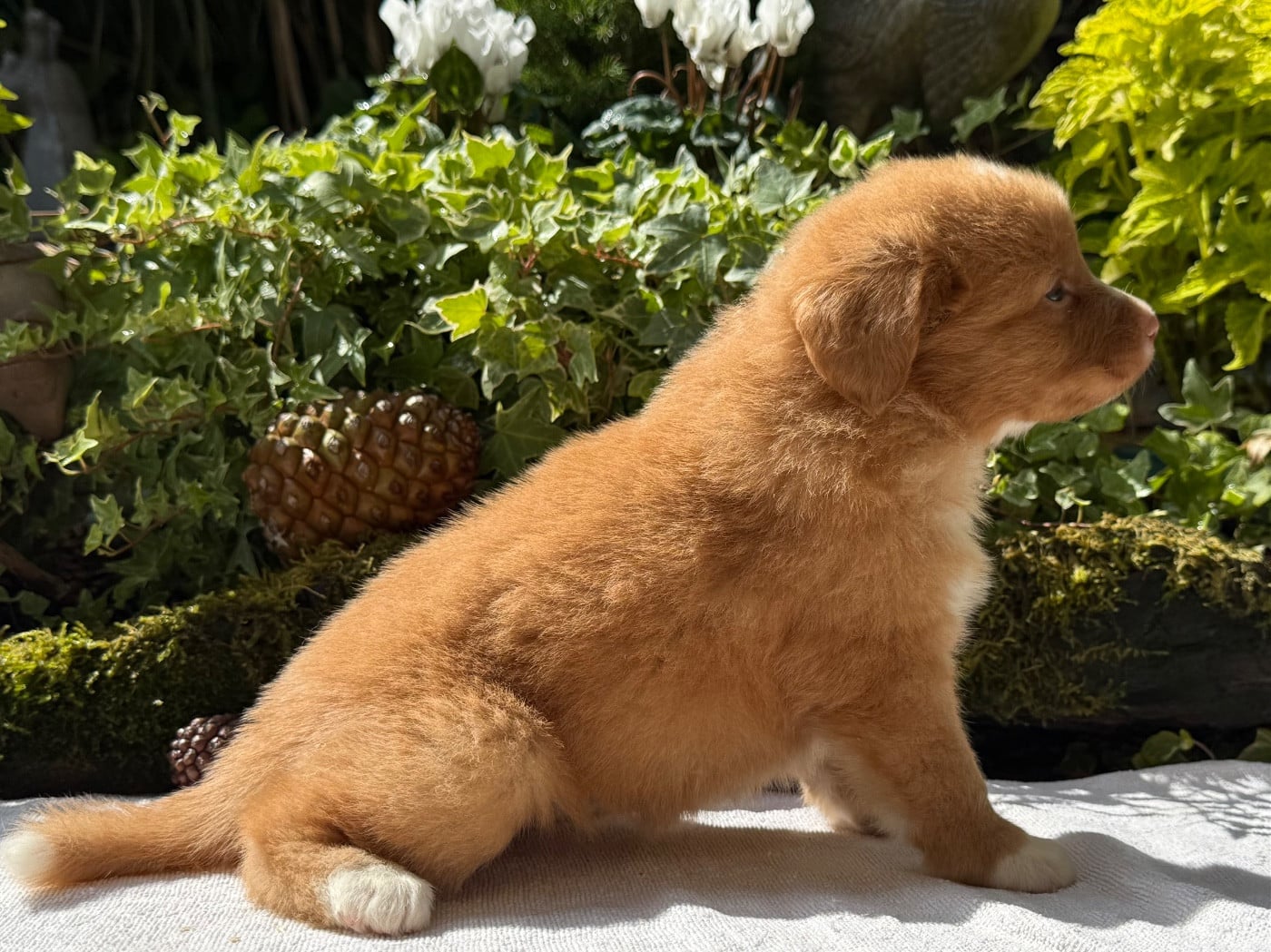 Chiot N°5