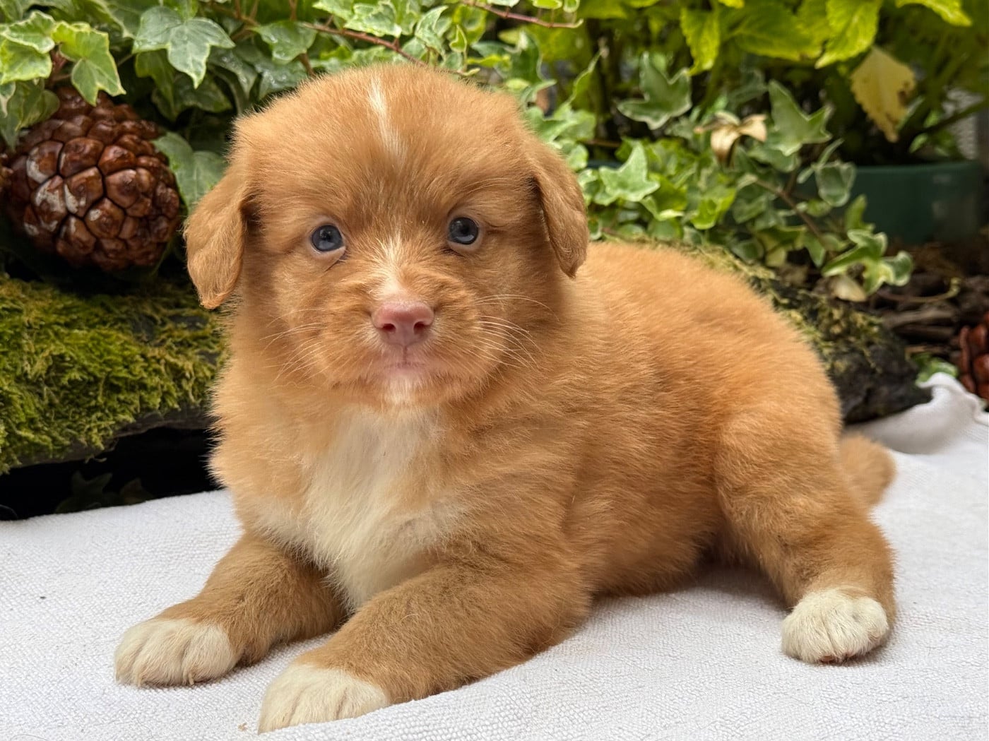 Chiot N°4