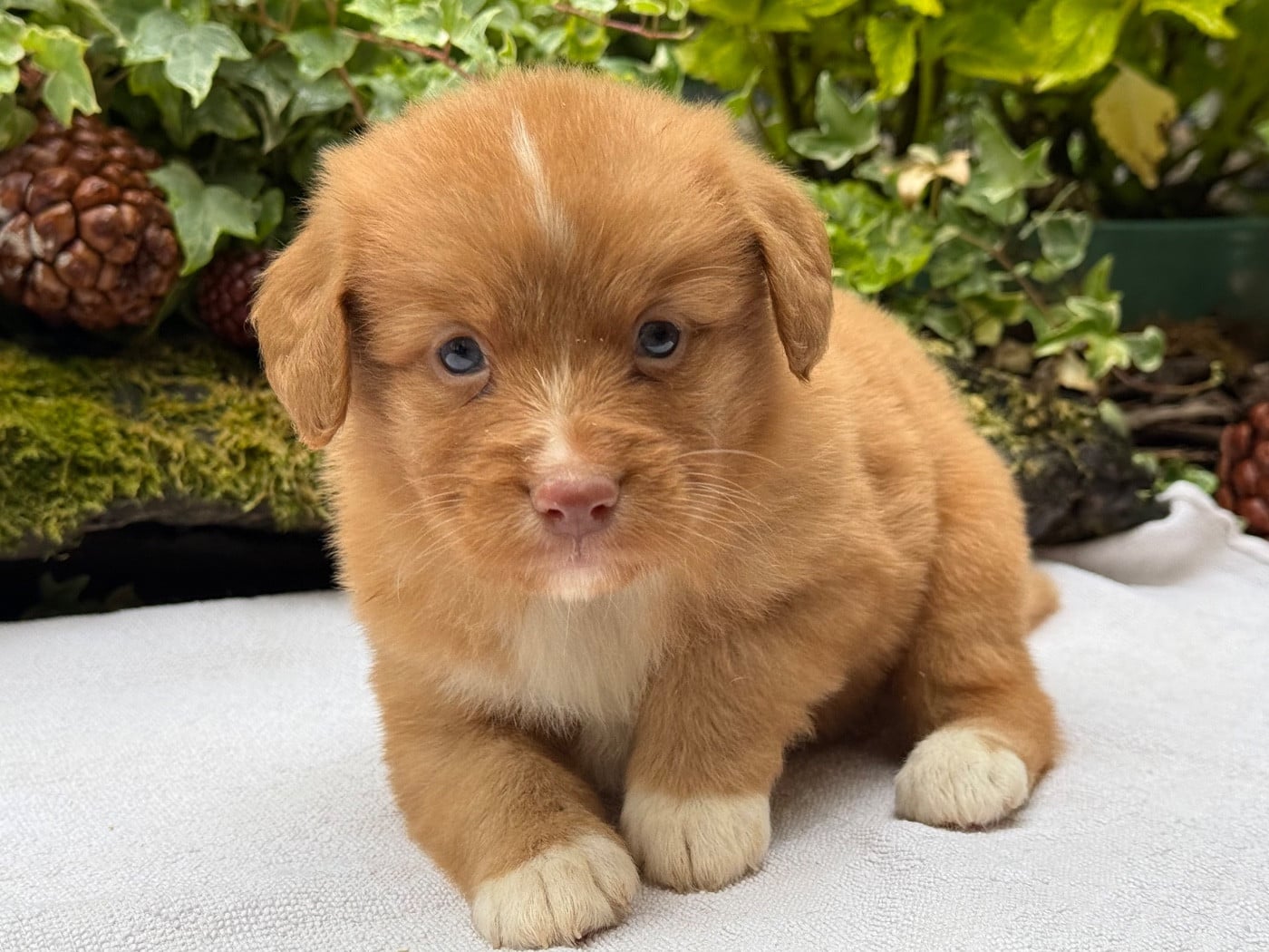 Chiot N°4