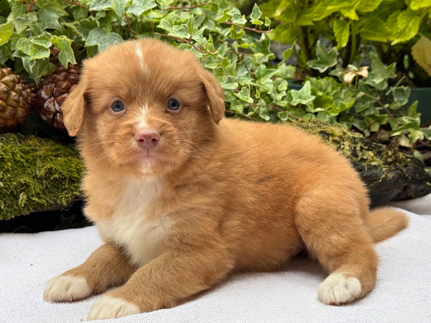 Chiot N°4