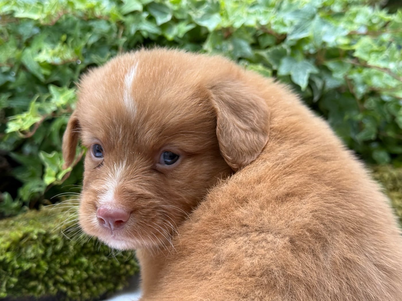 Chiot N°4