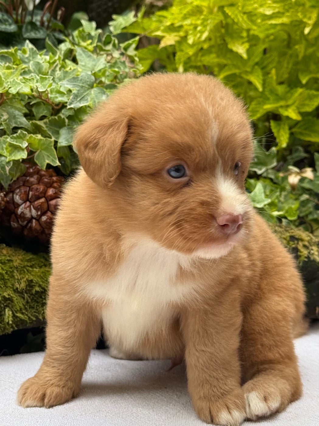 Chiot N°1