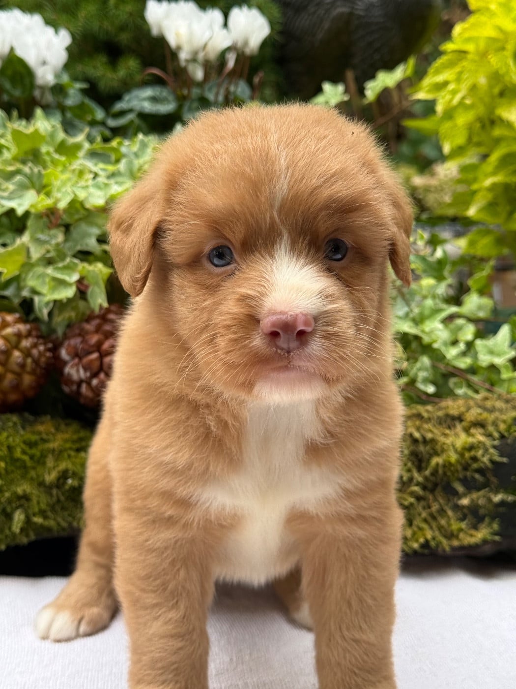 Chiot N°1