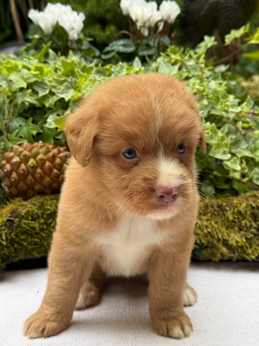Chiot N°1