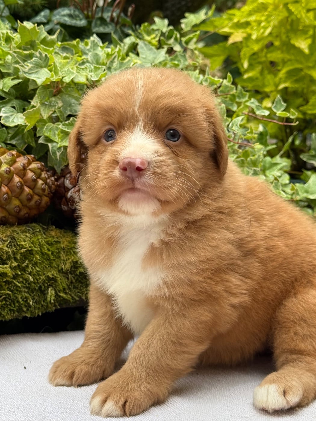 Chiot N°1