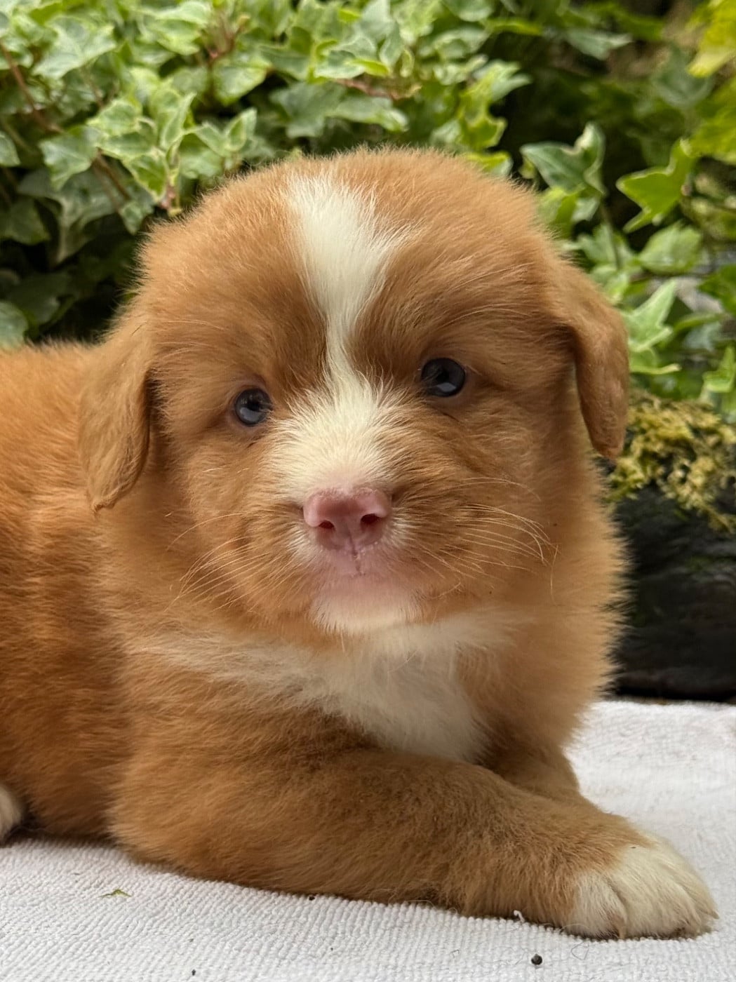 Chiot N°2