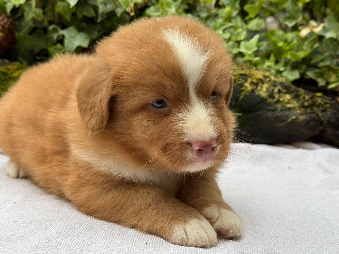 Chiot N°2