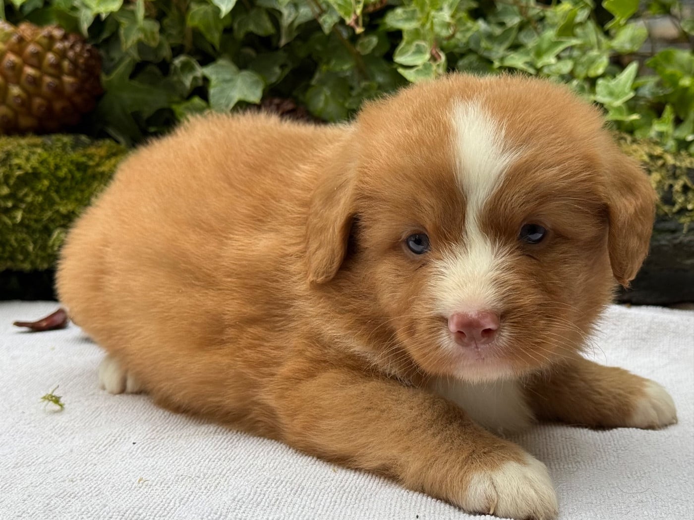 Chiot N°2