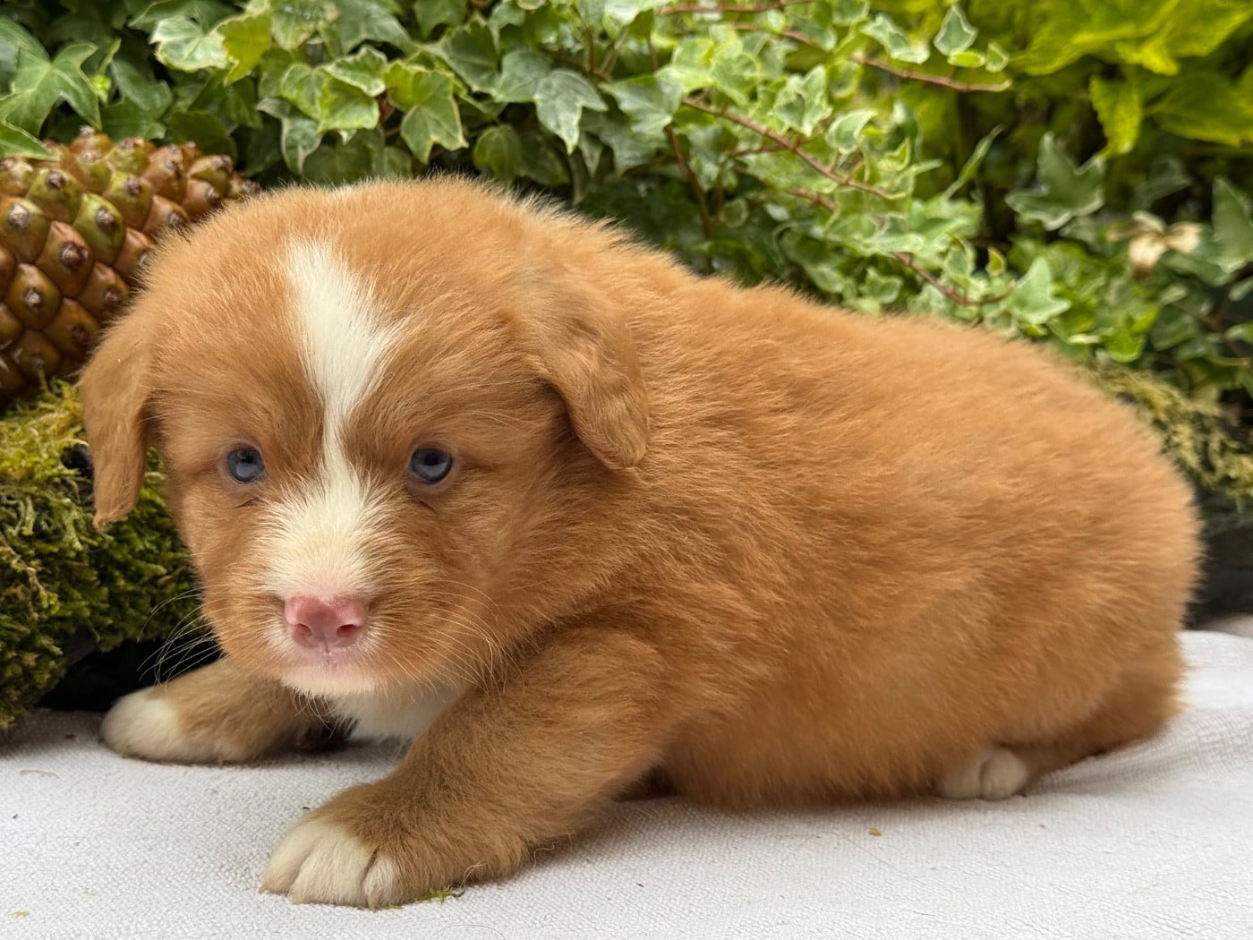 Chiot N°2