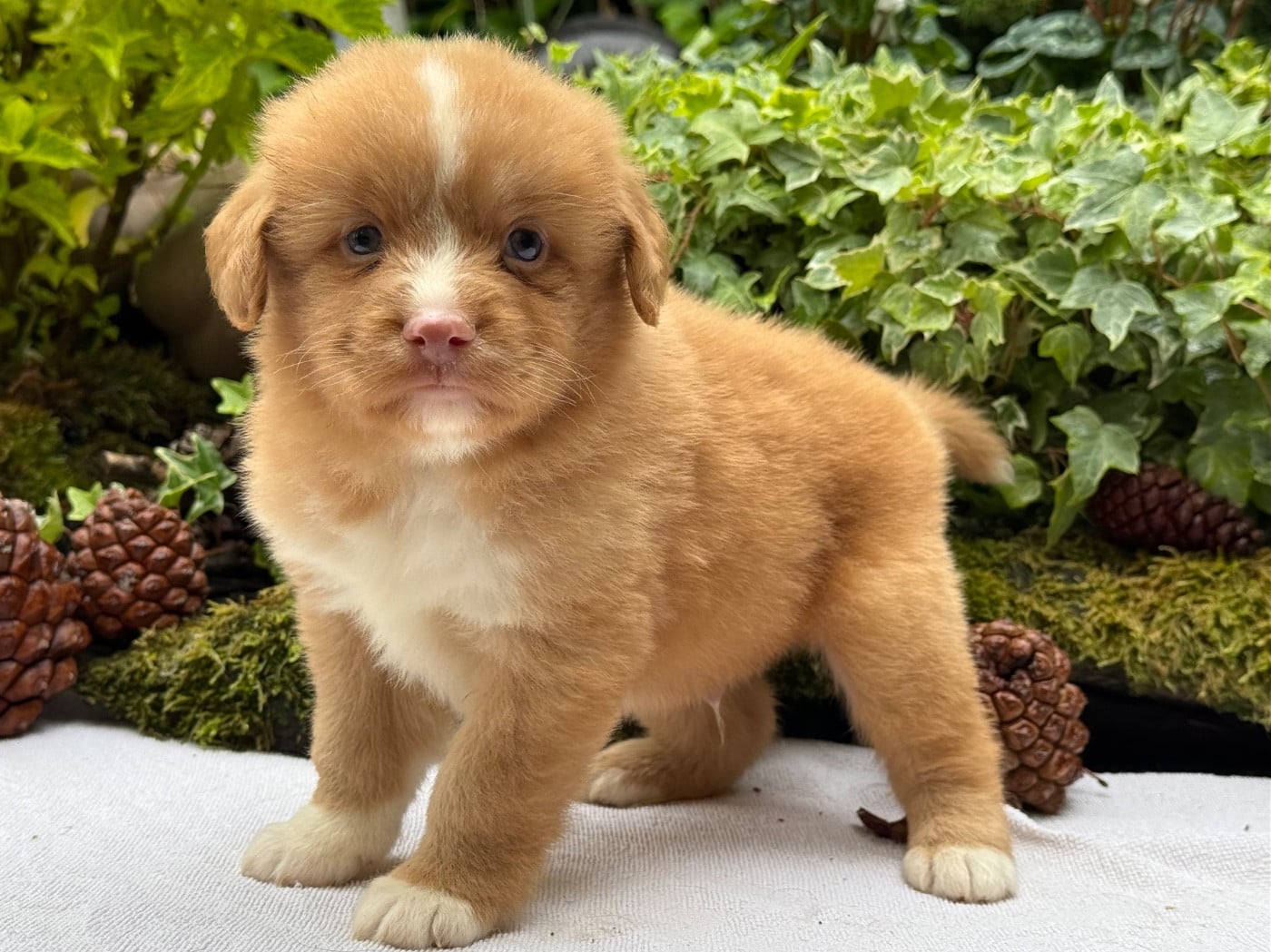 Chiot N°3