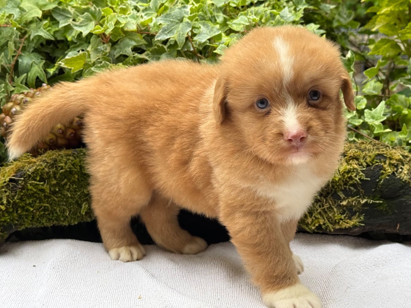 Chiot N°3