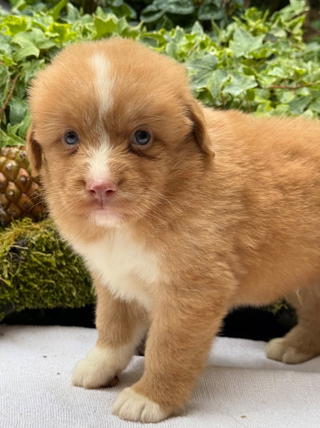 Chiot N°3