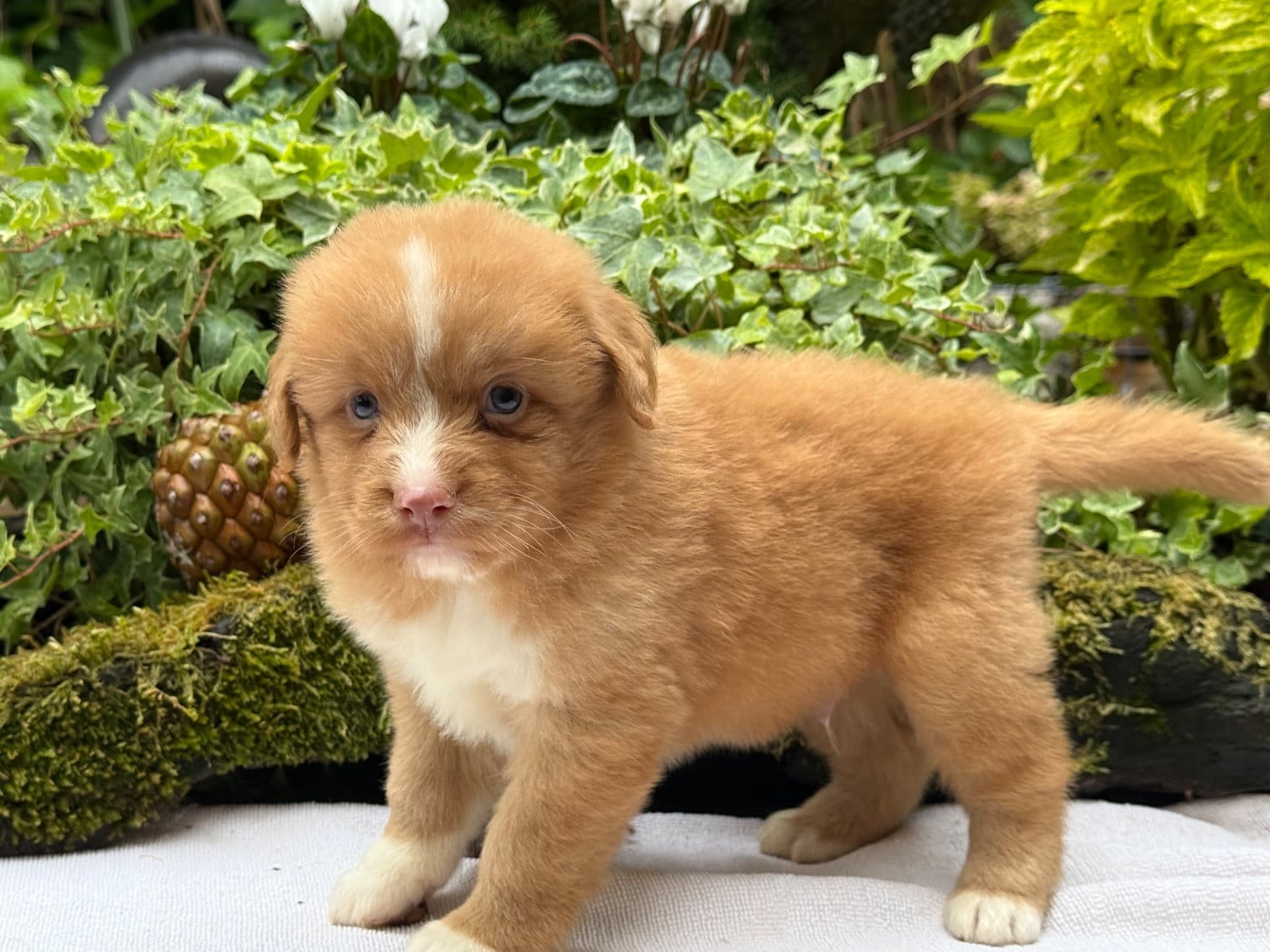 Chiot N°3