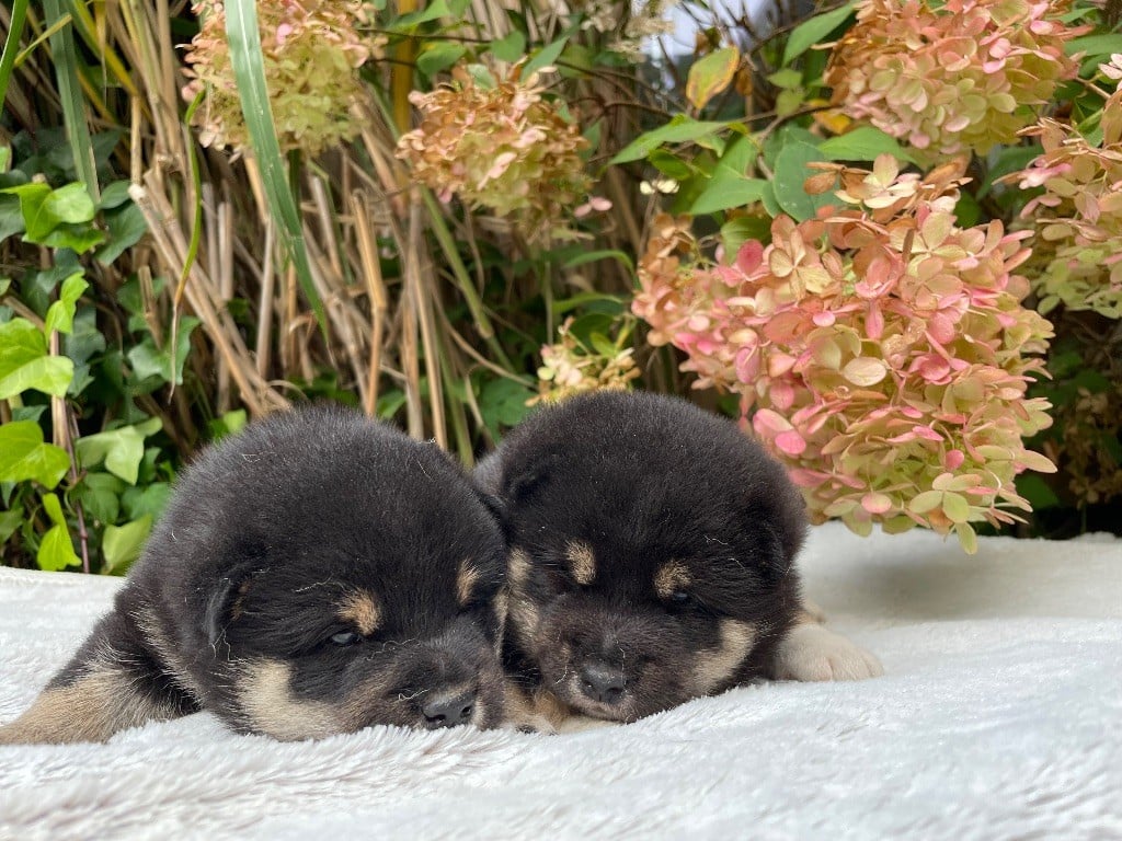 Shiba - du Domaine du Clos Benoît