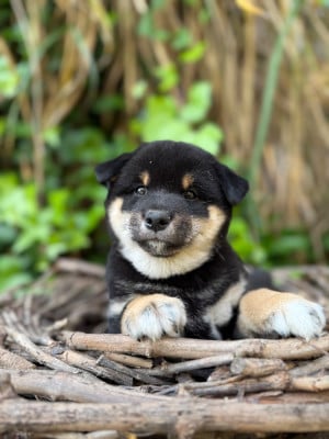 Les chiots de Shiba