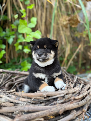 Les chiots de Shiba