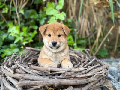 Les chiots de Shiba