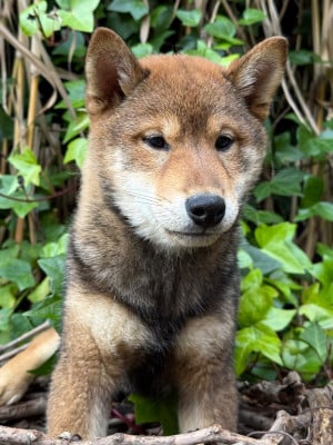 Les chiots de Shiba