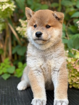 Les chiots de Shiba