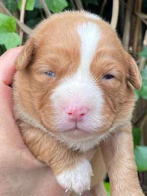 Retriever de la Nouvelle-Ecosse