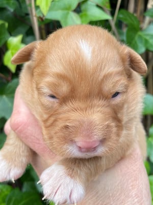 Les chiots de Retriever de la Nouvelle-Ecosse