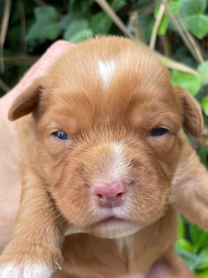 Les chiots de Retriever de la Nouvelle-Ecosse