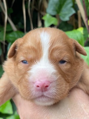 Les chiots de Retriever de la Nouvelle-Ecosse