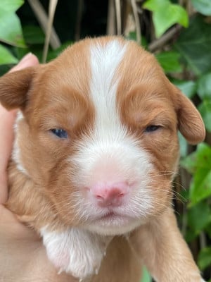 Les chiots de Retriever de la Nouvelle-Ecosse