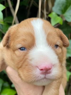 Les chiots de Retriever de la Nouvelle-Ecosse