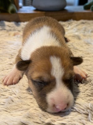 Les chiots de Basenji