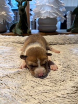 Les chiots de Basenji