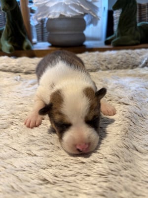 Les chiots de Basenji
