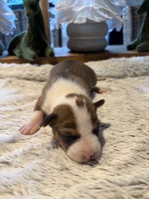 Les chiots de Basenji
