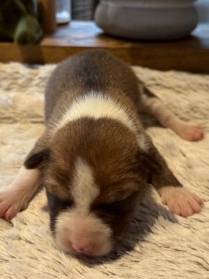 Les chiots de Basenji